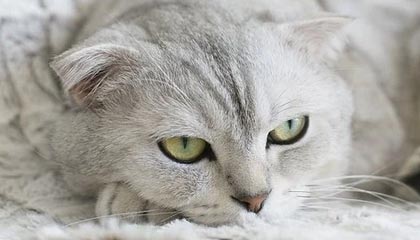 开云注册网址-上海男篮迎来新主教练，战术大调整，上海男篮最新主教练